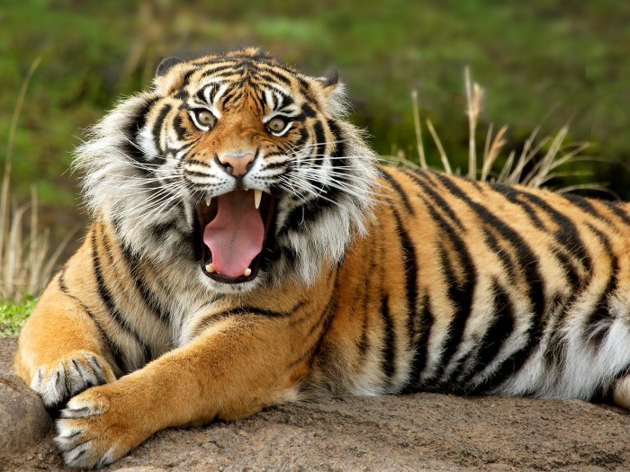 tiger (1).jpg (478 KB)